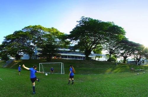 Albizia saman , acacia, algarrabo, cow bean tree, cow tamarind, giant thibet, monkey pod, rain tree,